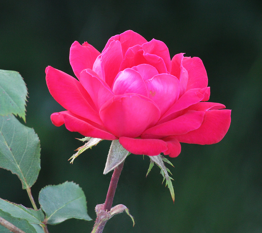 Rose and repost