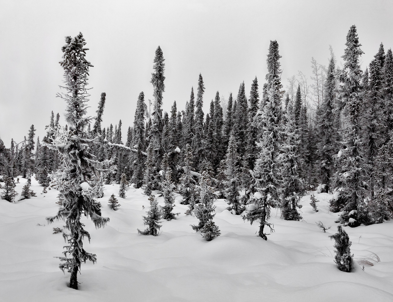 Sculpted in Snow
