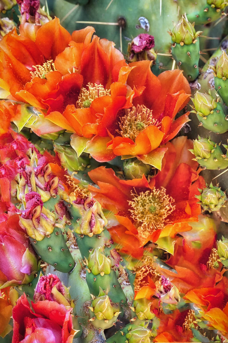 Cactus Flowers
