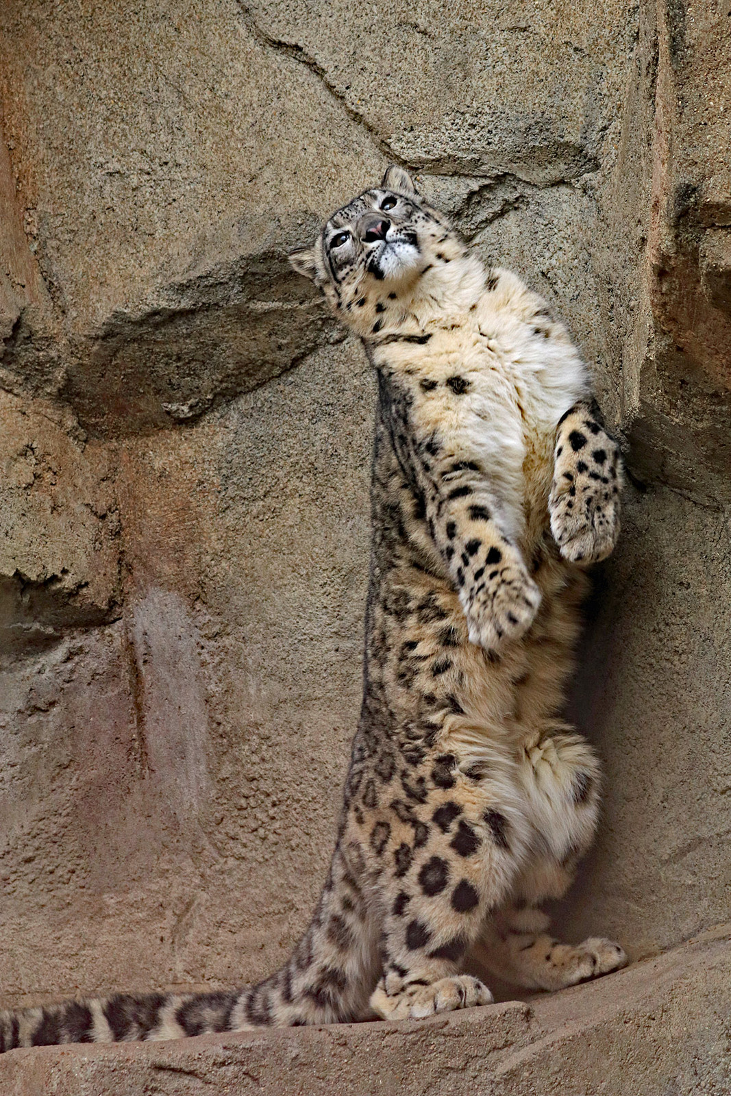 Snow leopard stretch