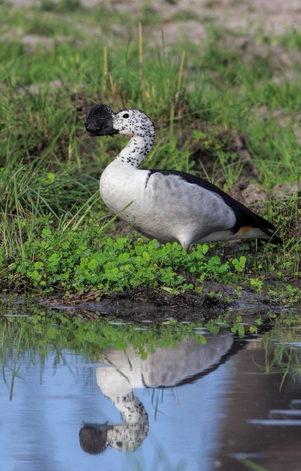 Knob Billed Duck