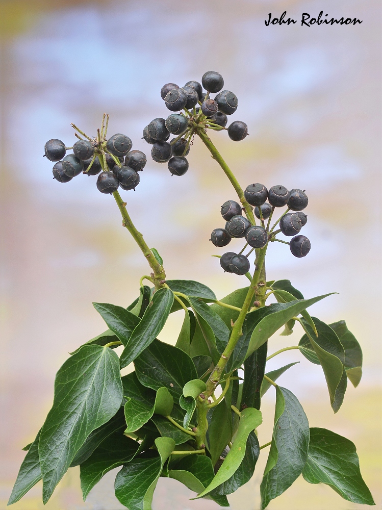 Ivy Berries