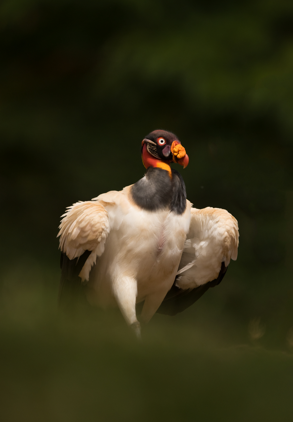King Vulture