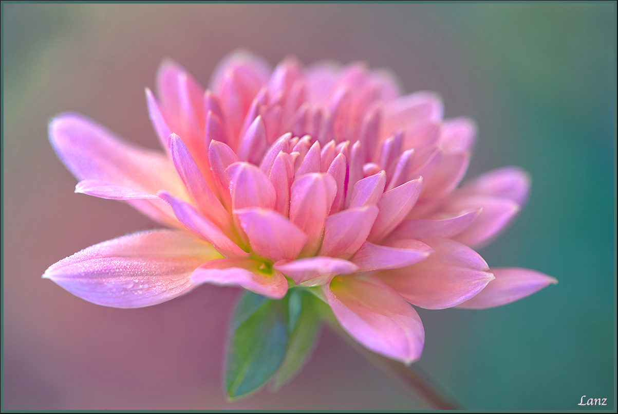 Dahlia