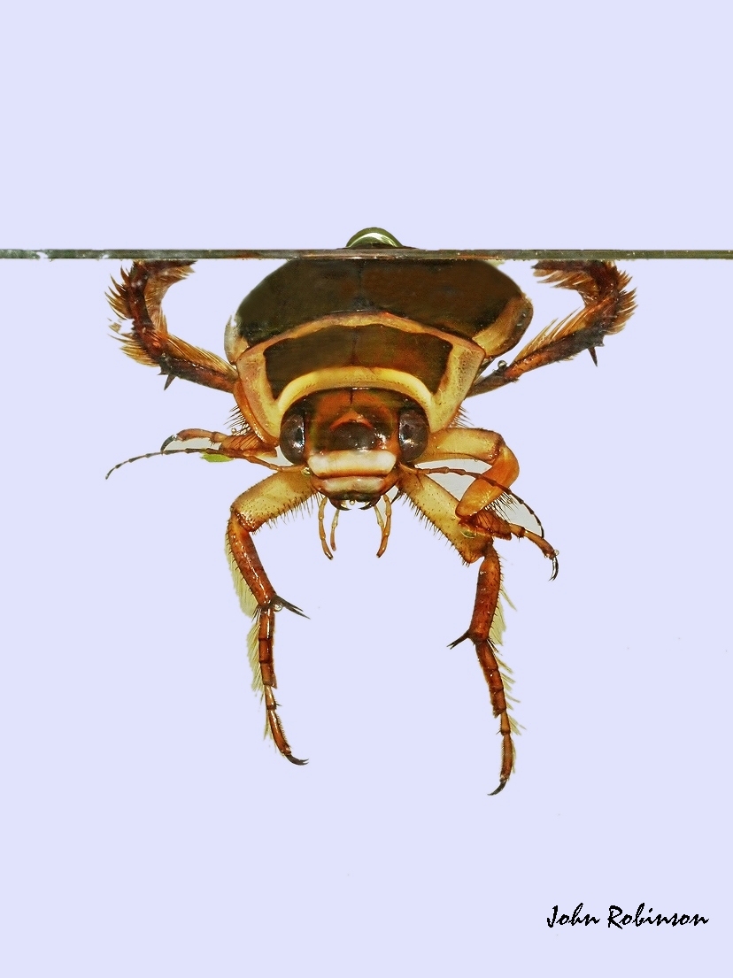 Dytiscus marginalis