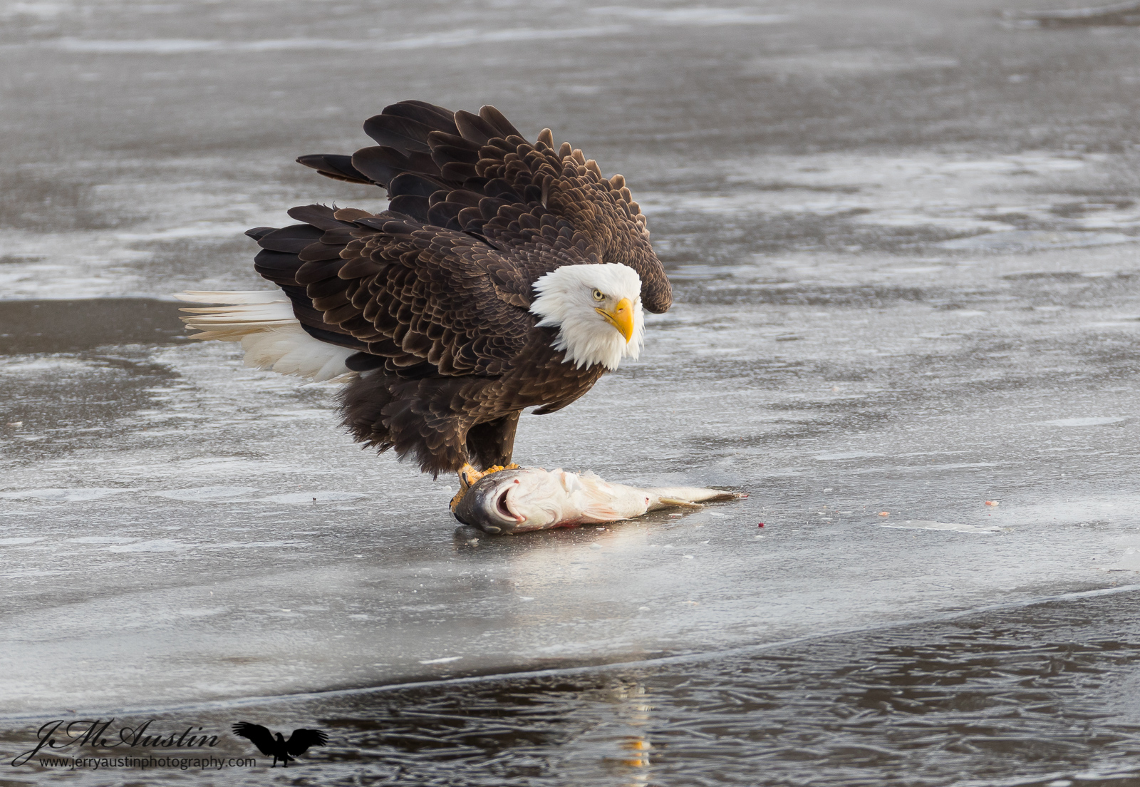 Big Catch