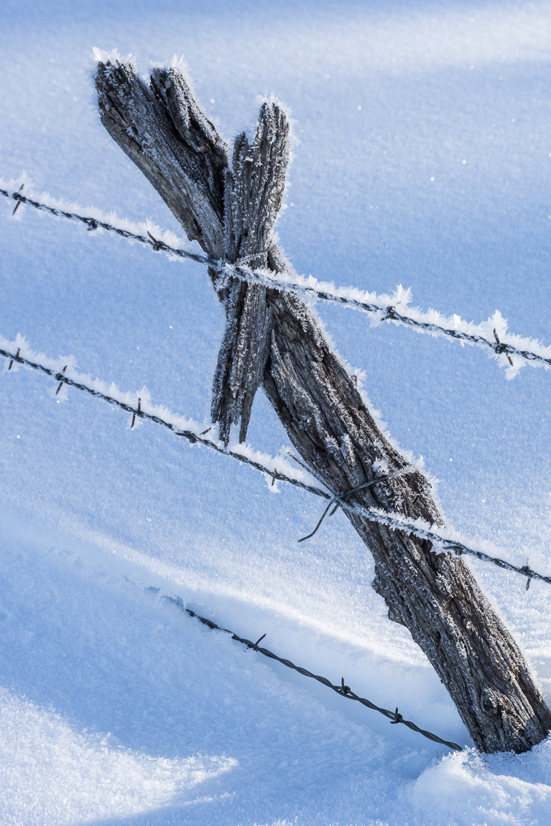 Barbed Wire