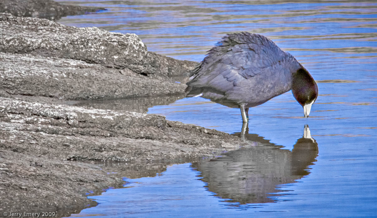 Coot Reflection