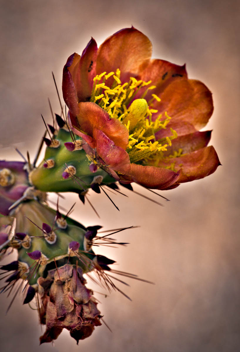 Cactus Flower