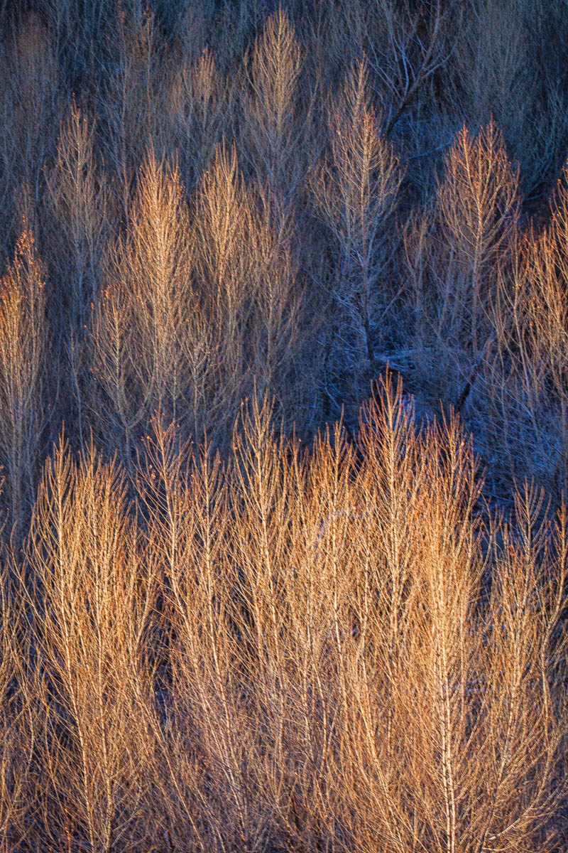 Evening light 