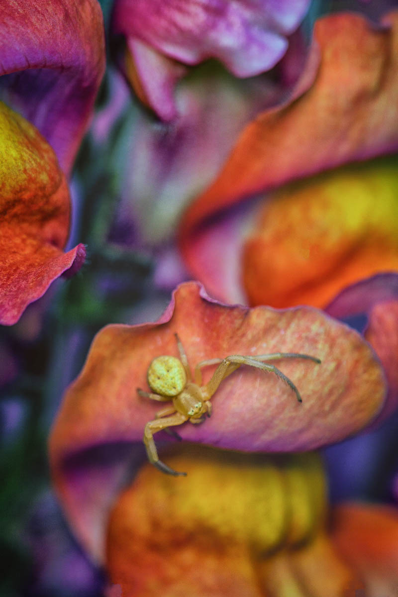 crab spider