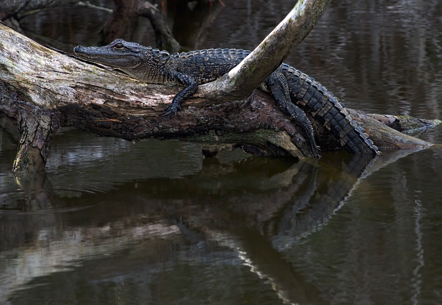 Alligator w/Reflection