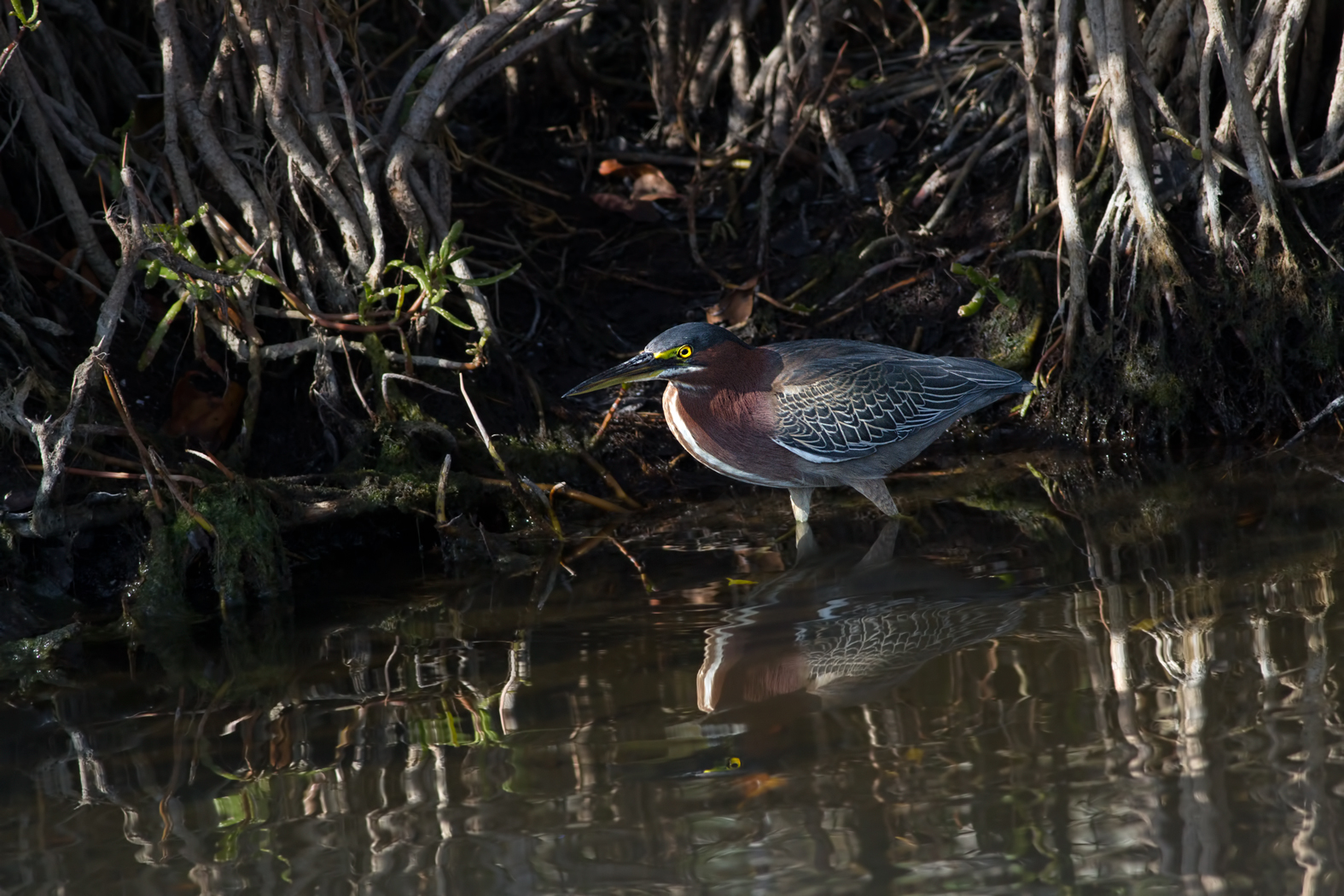 Green Heron w/redo