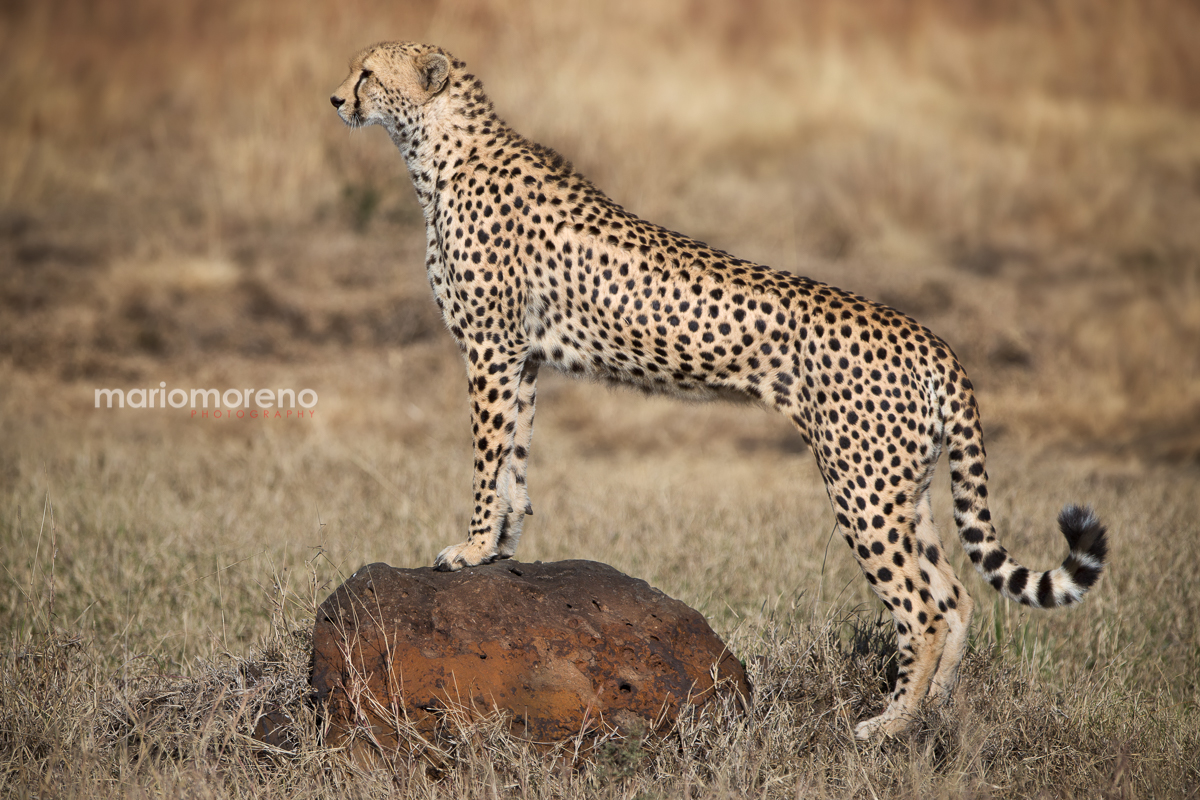 The Perfect Cheetah Pose