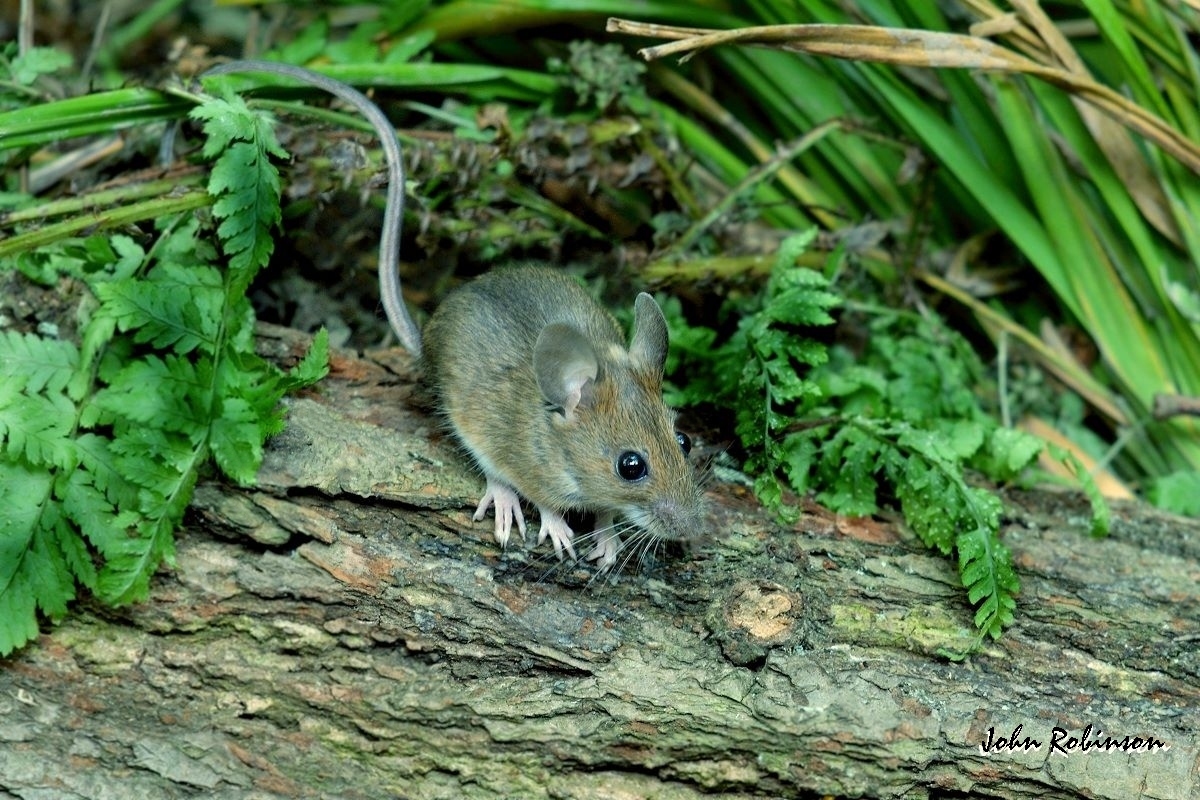 Yellow necked Mouse