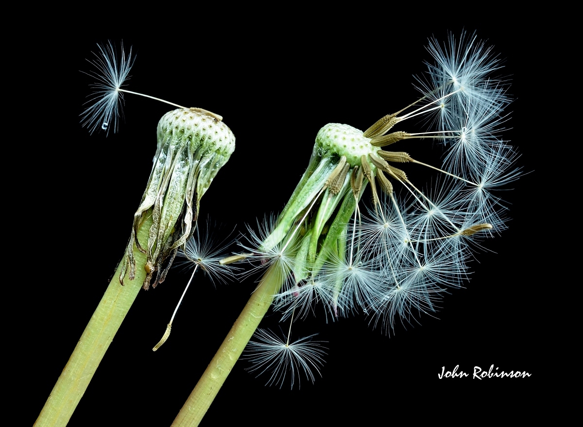 Dandelion