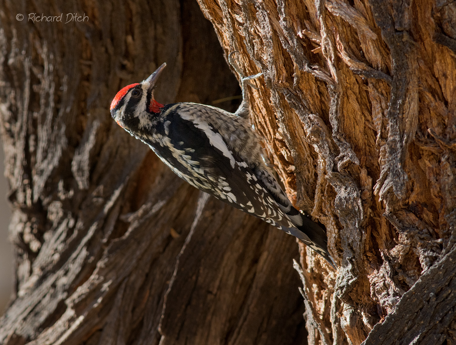 Red-naped Sapsucker