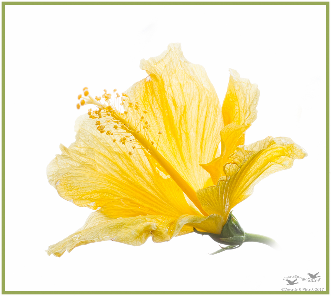 Hibiscus I