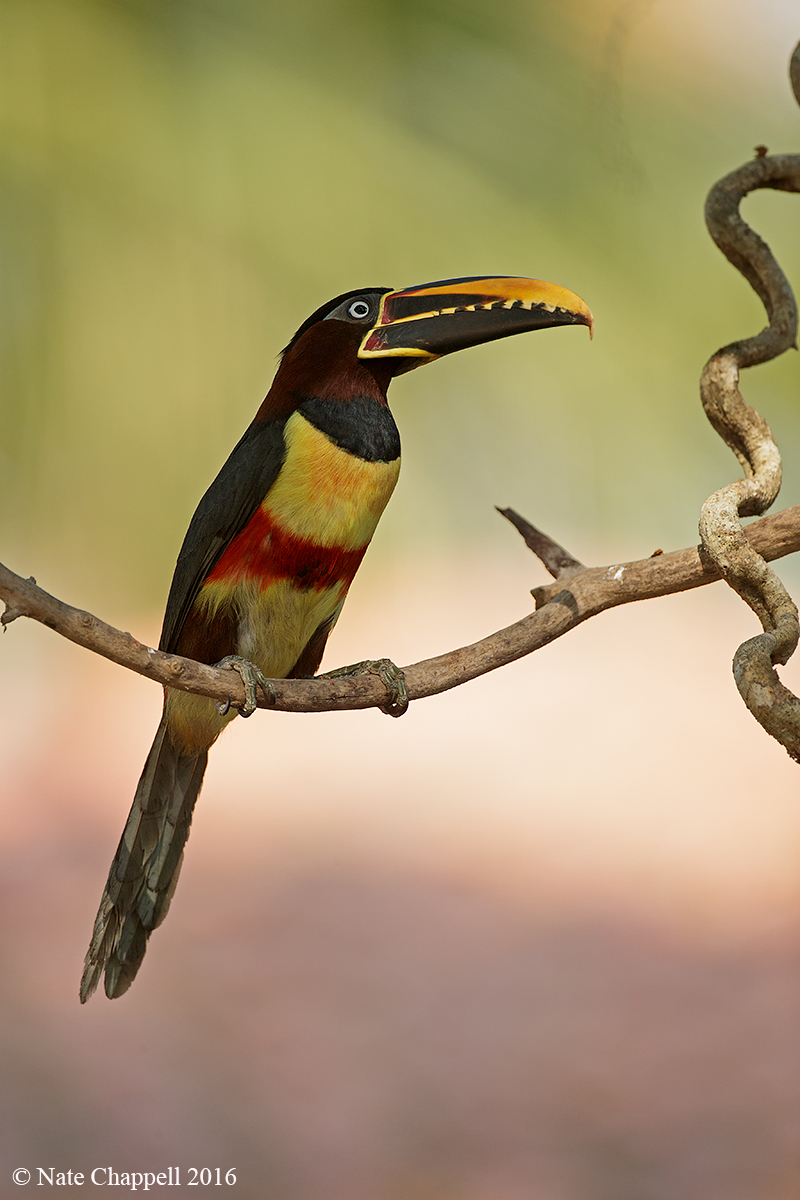Chestnut-eared Aracari 