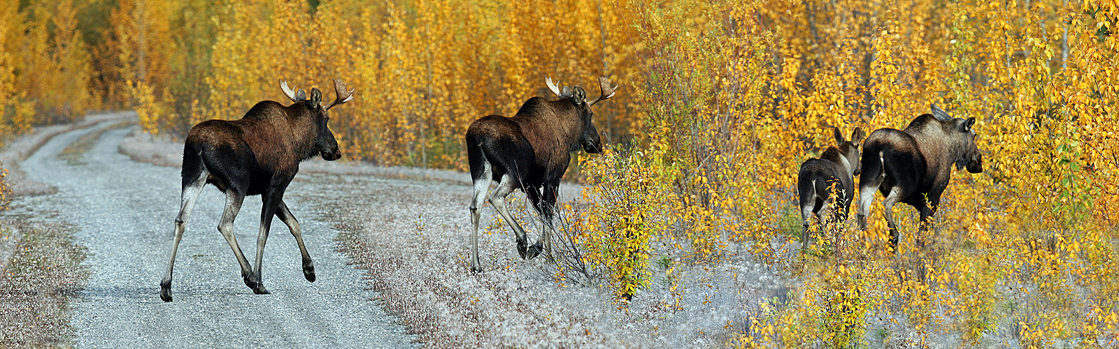 Moose Parade