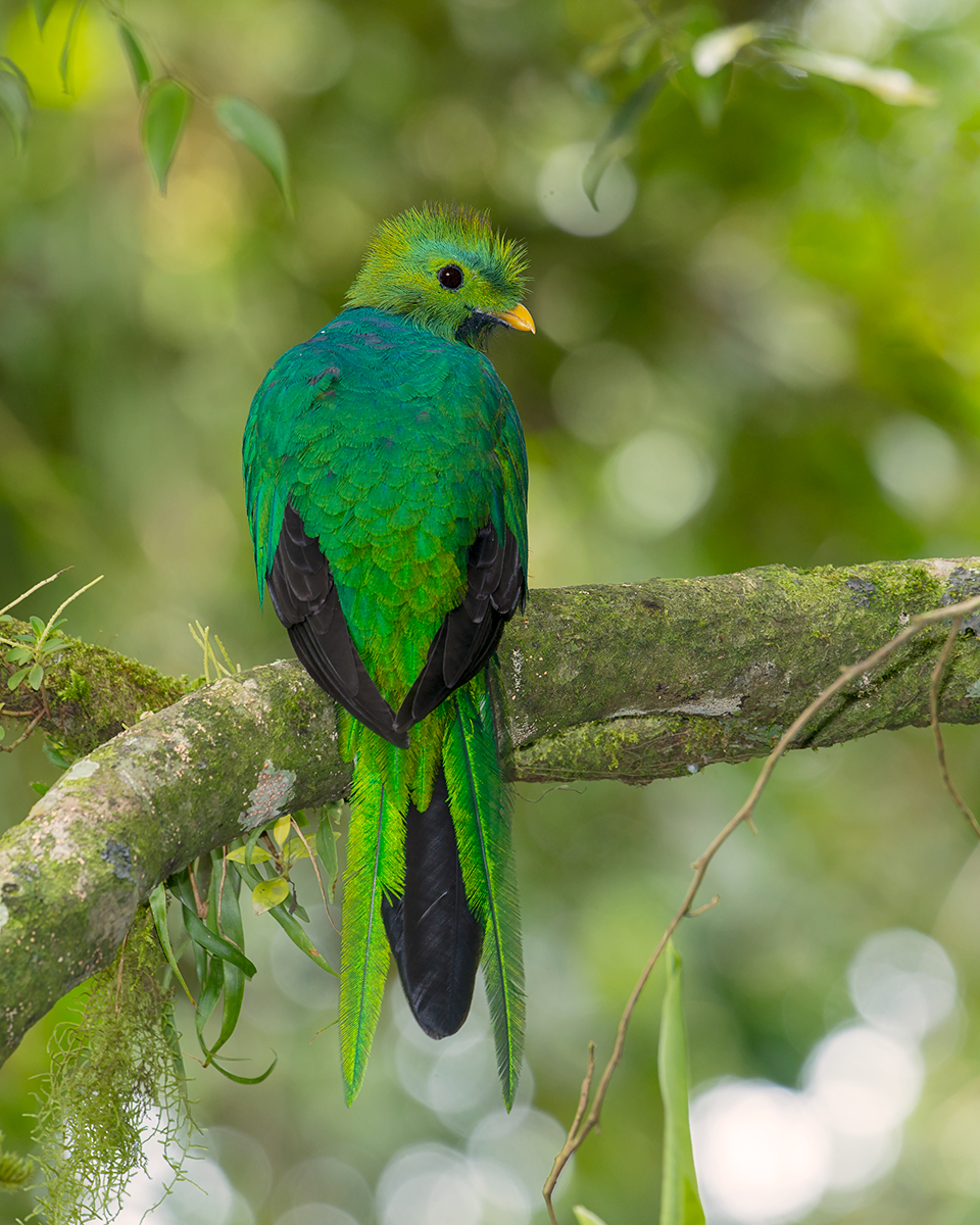 Resplendent Quetzal