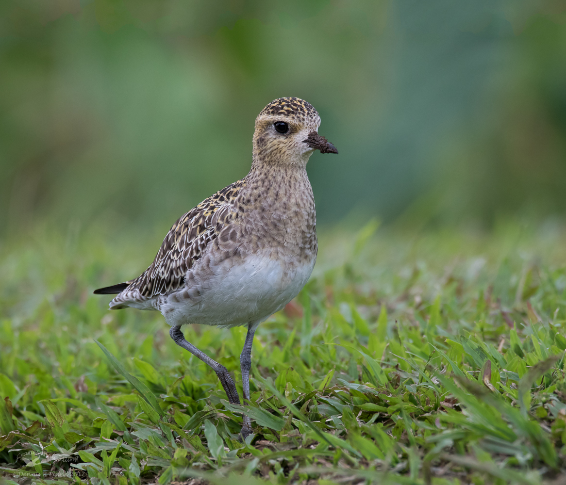 Golden Plover