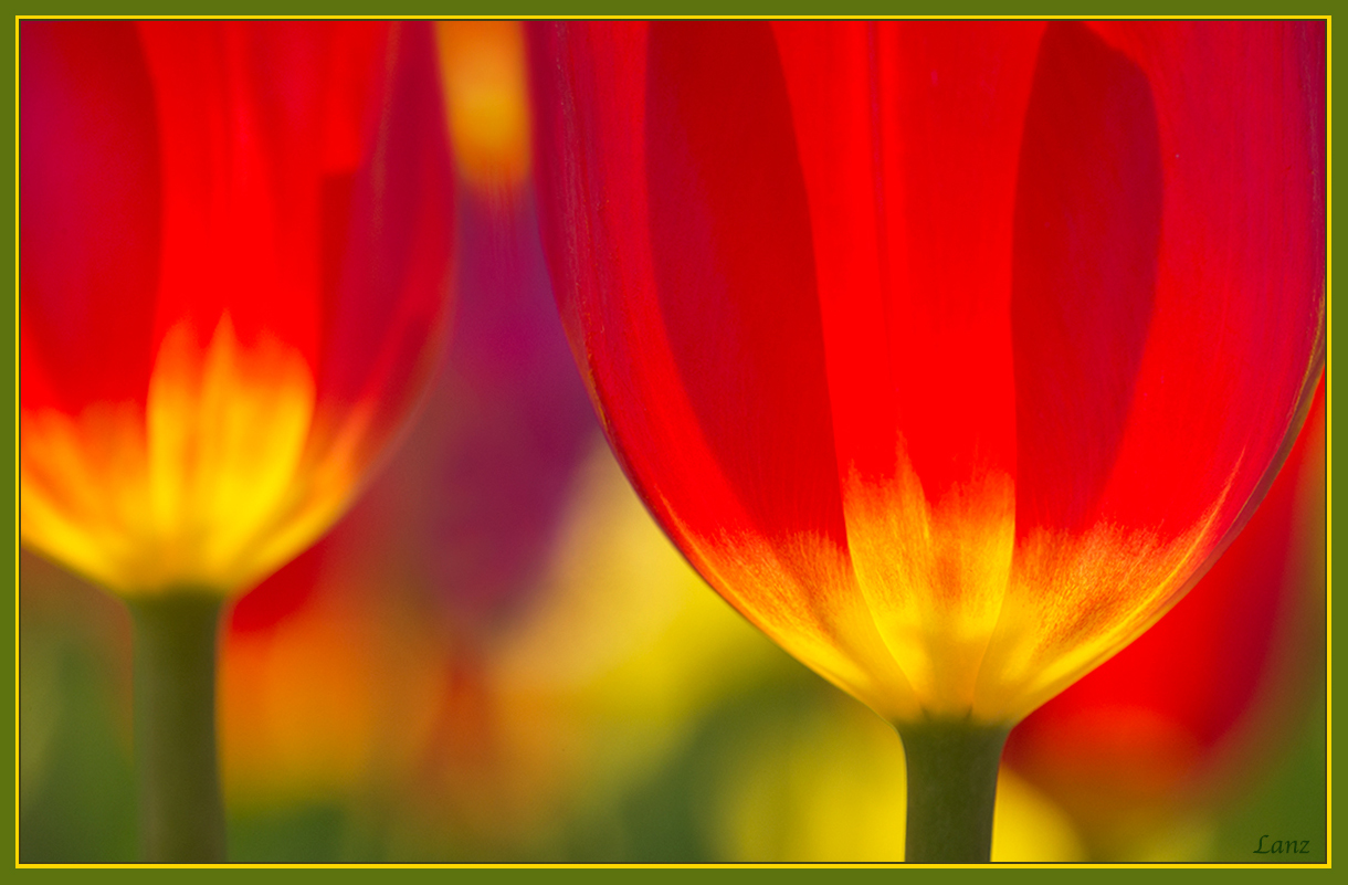 Tulips