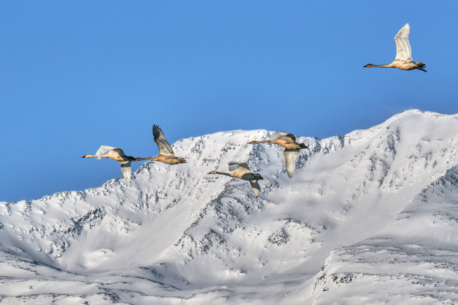 Five Swans High