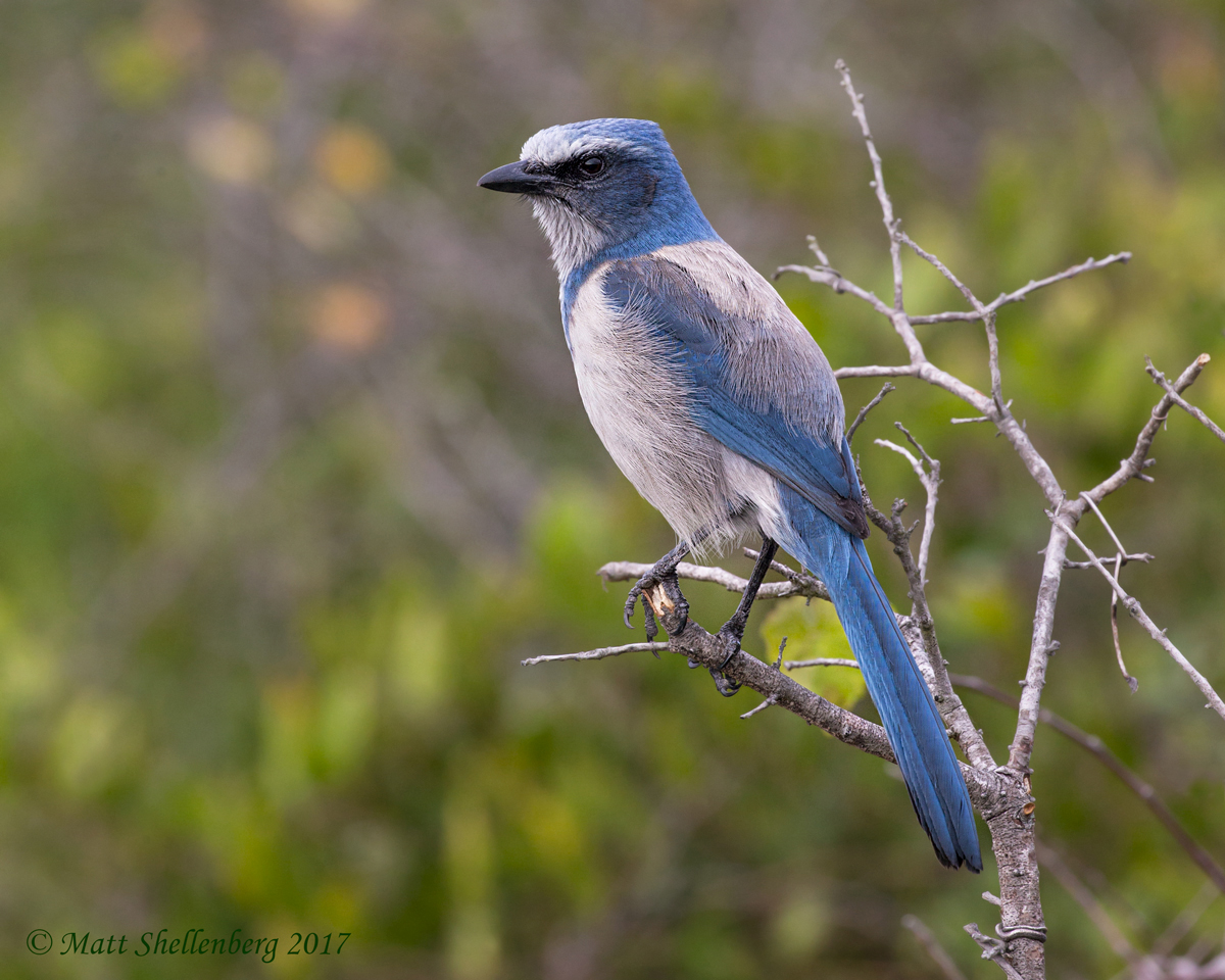 Florida Scrub-Jay