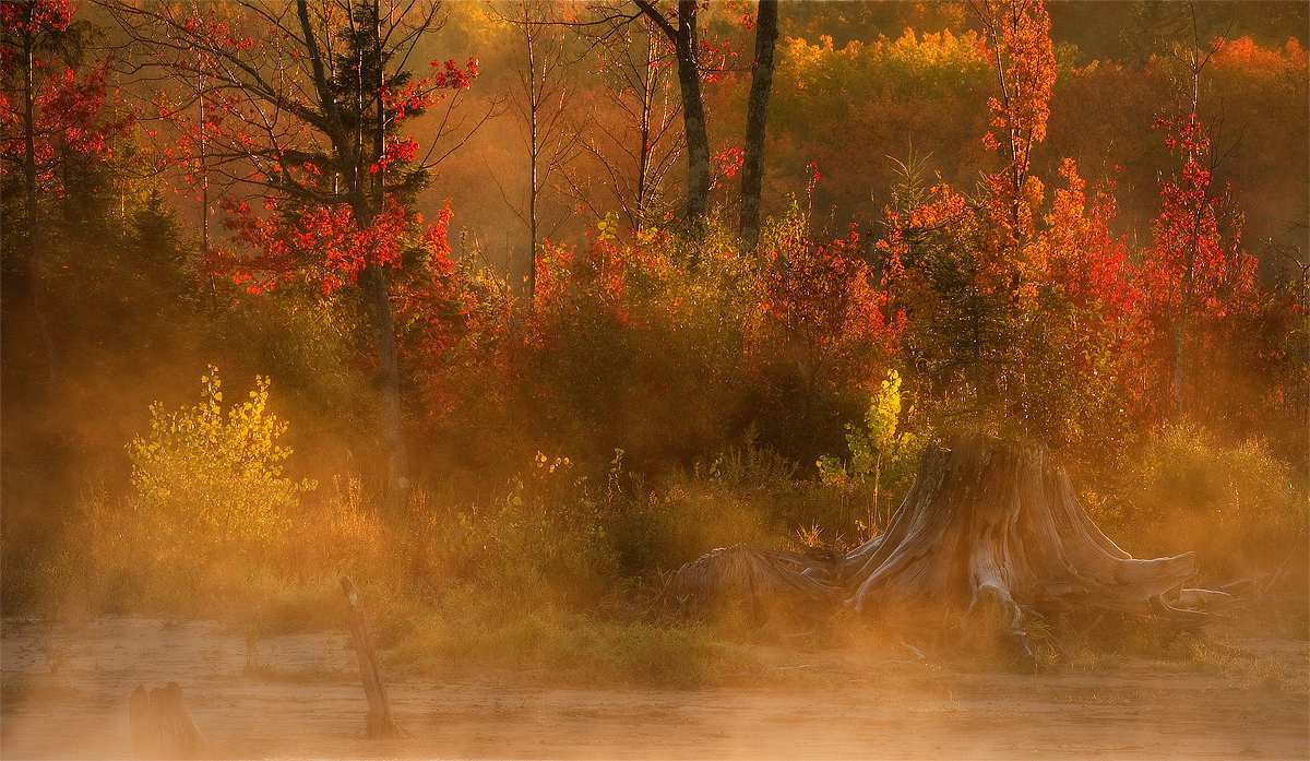 Fog at Forest Lake