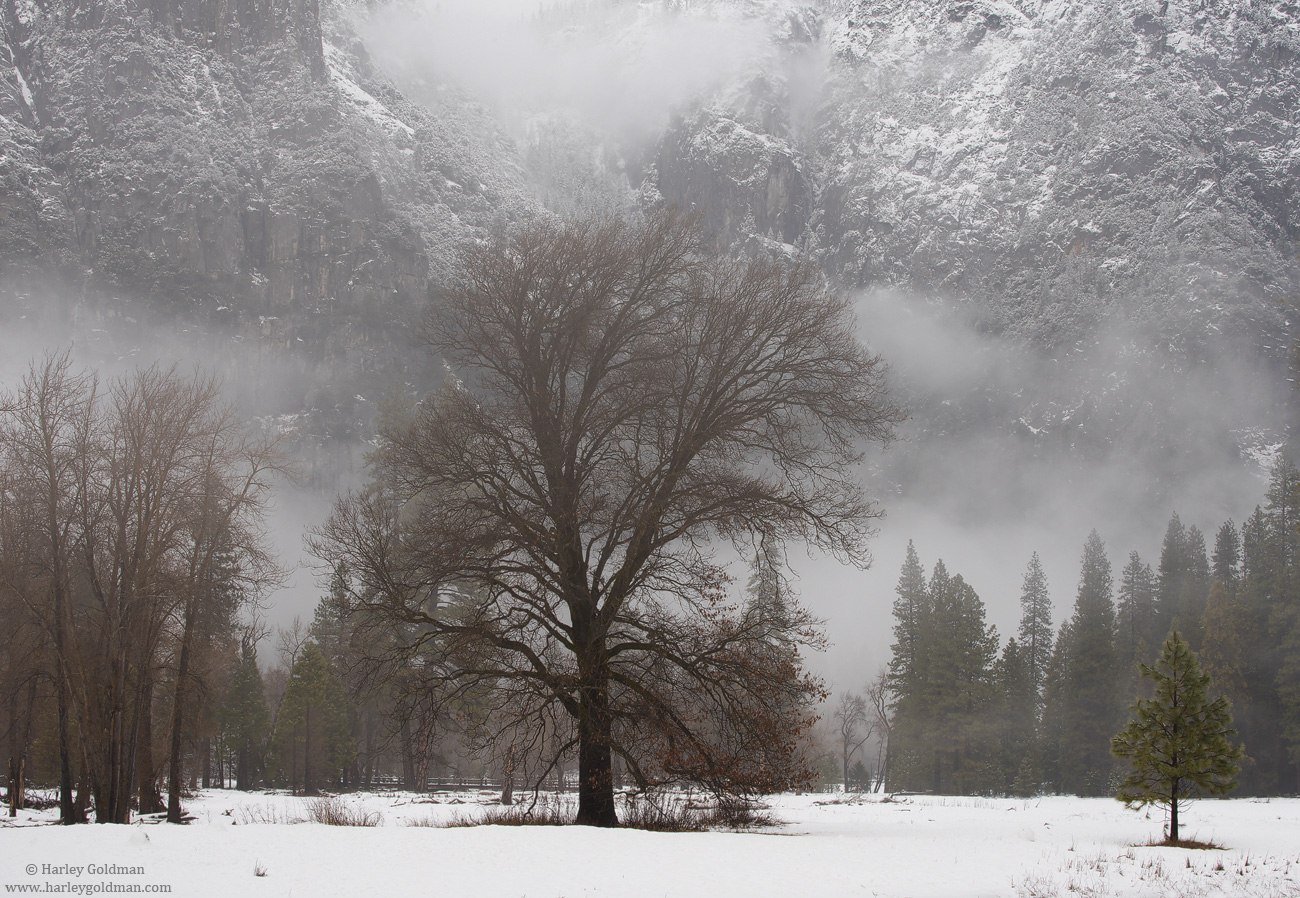 Winter Bare