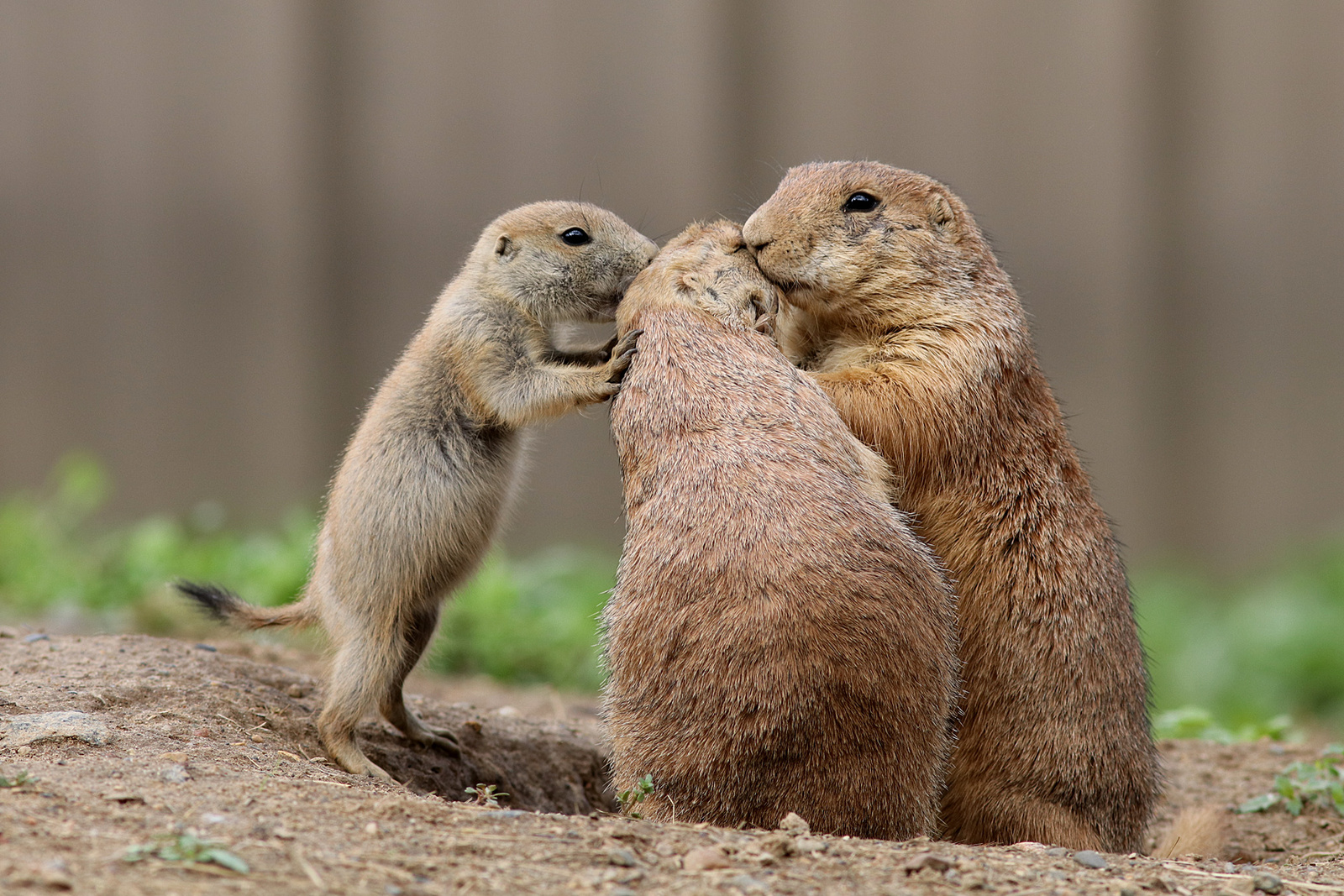 Prairie dog family