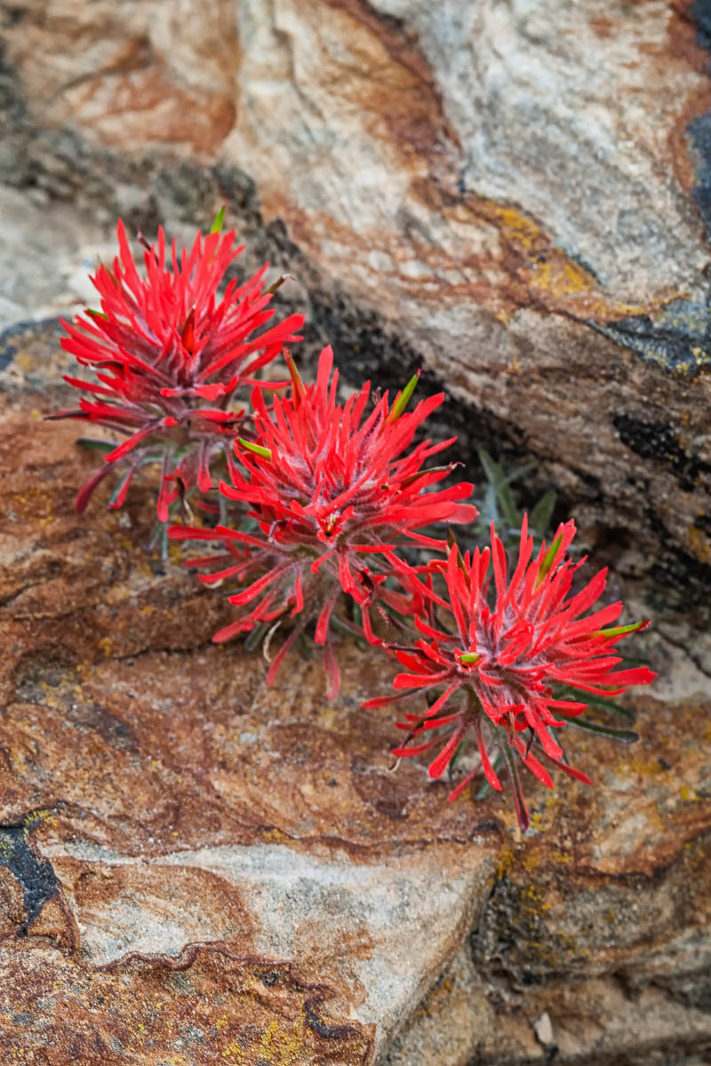 Indian Paintbrush