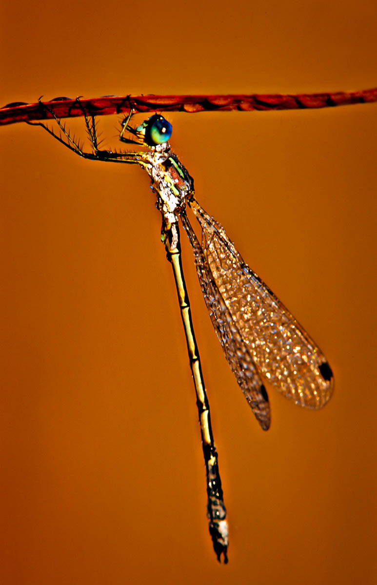 Damselfly