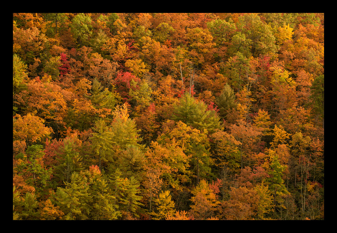Autumn Mosaic (+Repost)