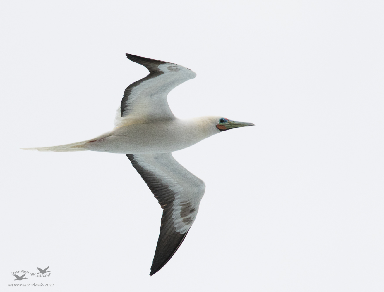 Red-footed Booby or A