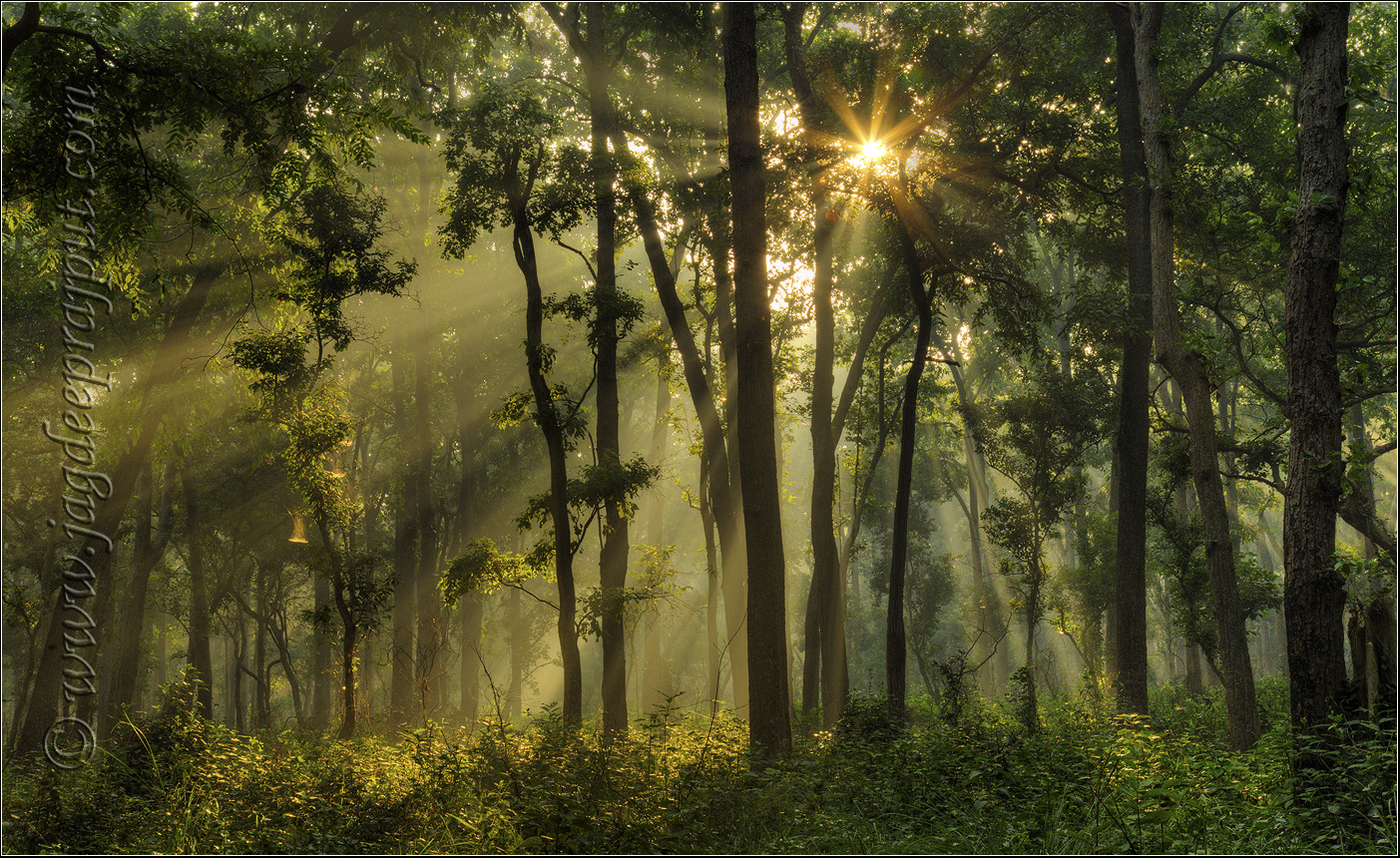 The Sal Forest