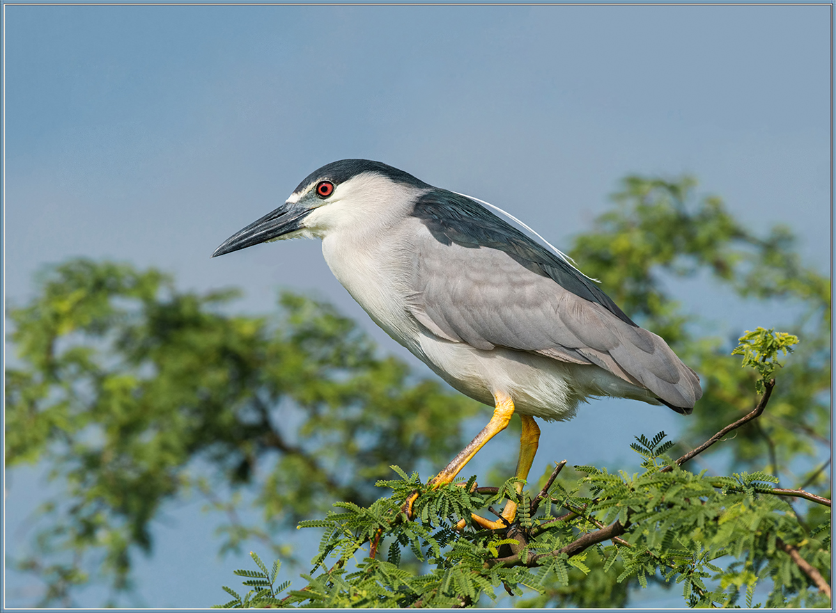 BC Night Heron