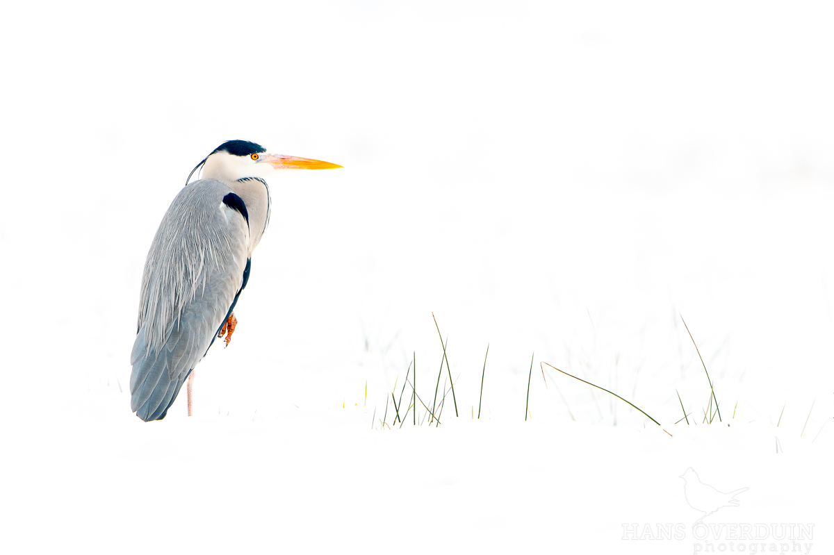 High Key Heron