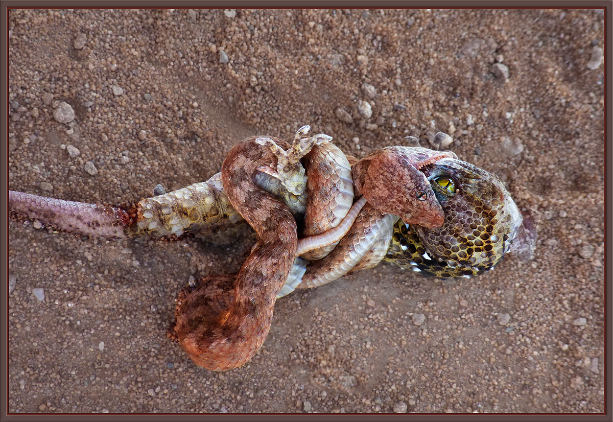 Boa Constrictor vs Gecko