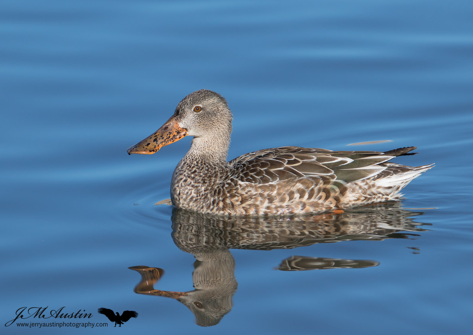 Shoveler Hen Reflection