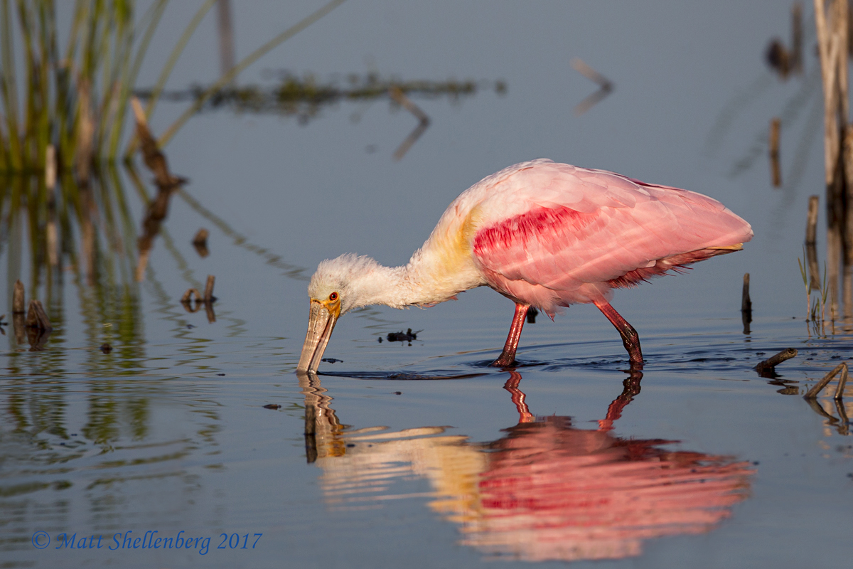 Juvie Spoonbill