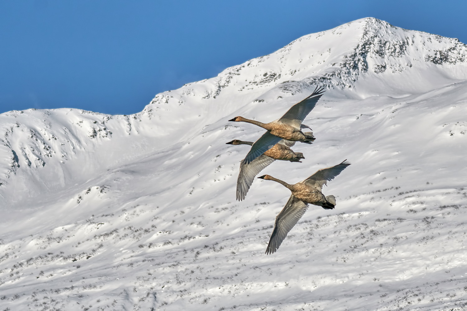 Winter Swans - 1