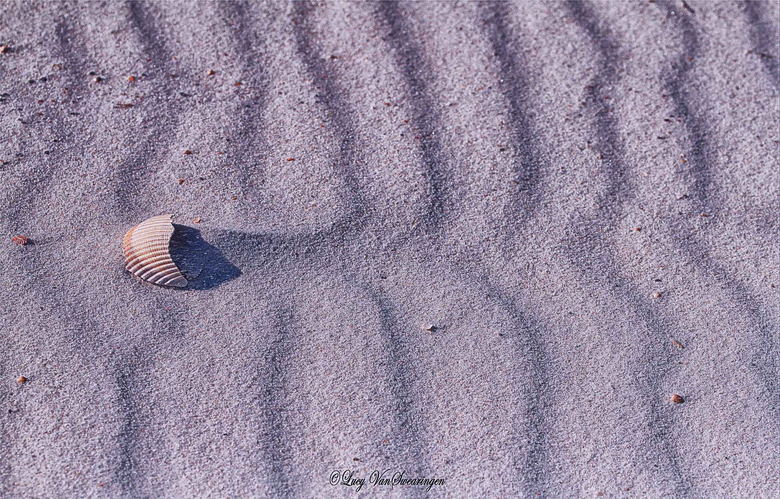 WIND IN ACTION