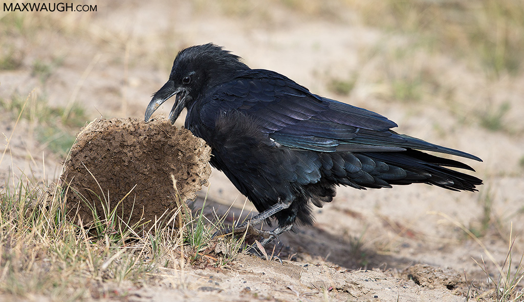 Foraging Raven