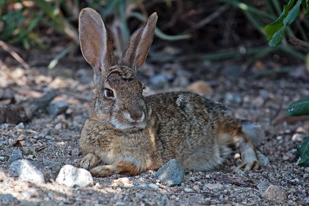 Bunny of Liesure + Repost