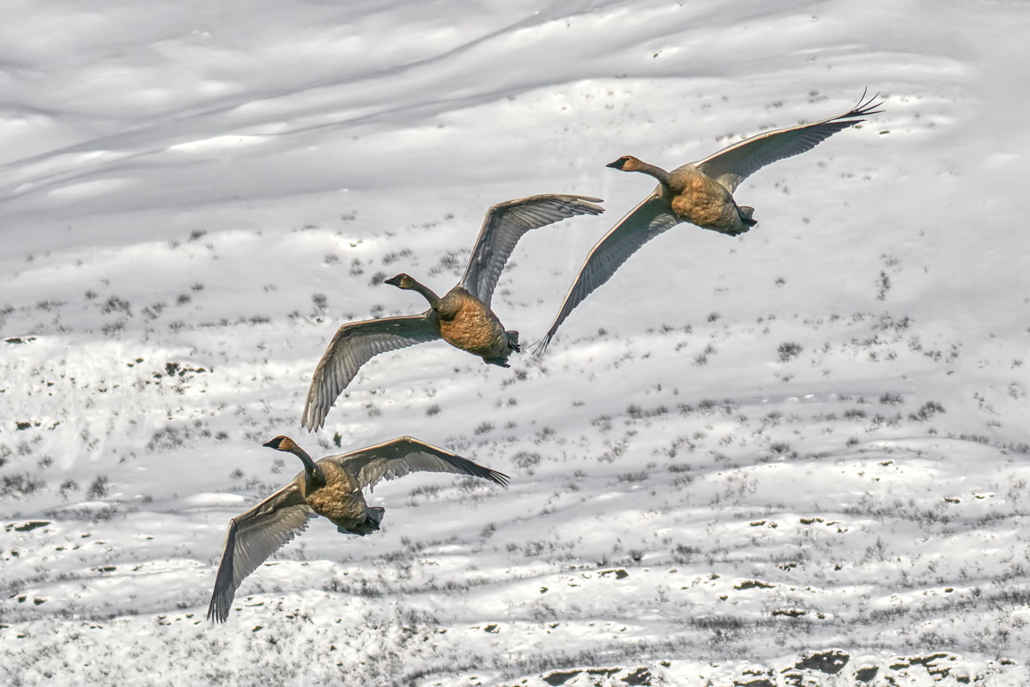 Winter Swans - 2