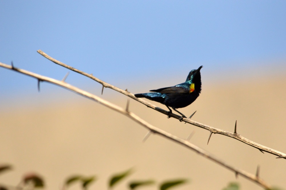 Sunbird & Thorny branch