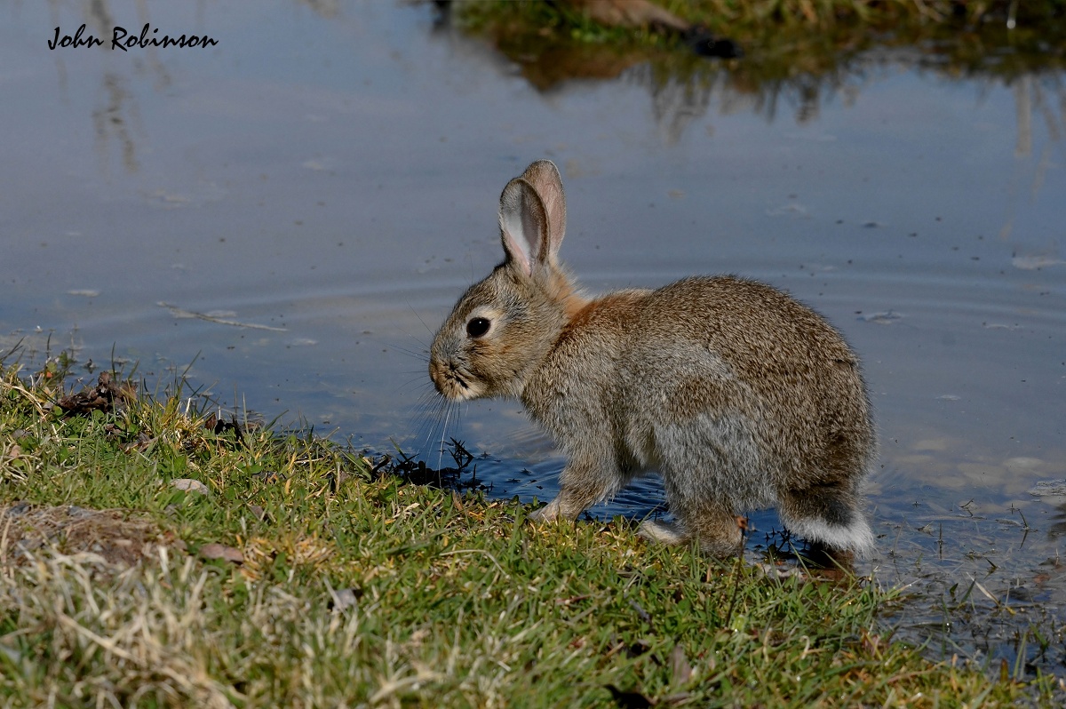 Bunny at puddle