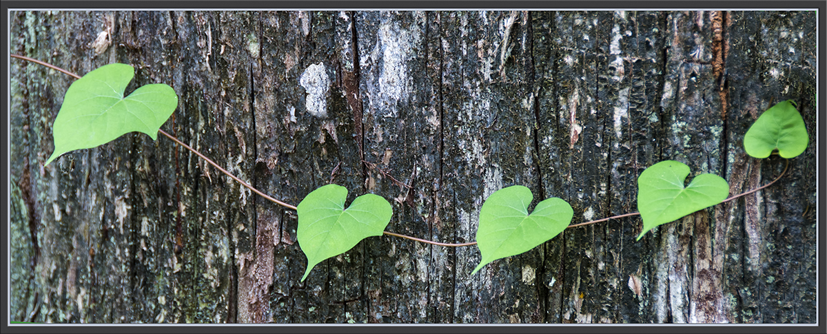 Nature's Valentine